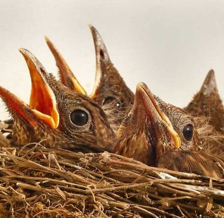  The pros and cons of 'nesting' – a modern approach to post-separation 